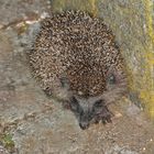 kleiner Igel im Garten