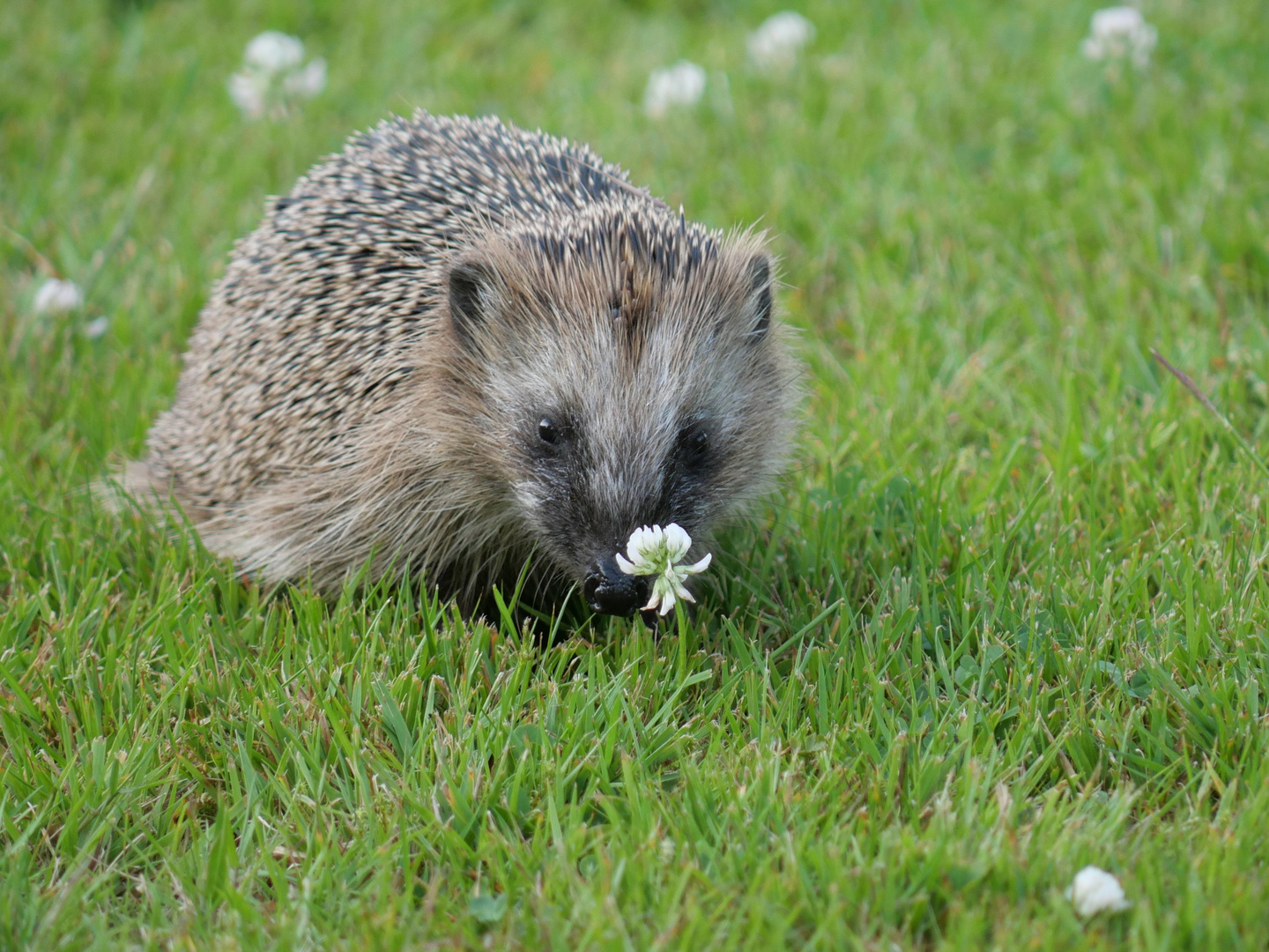 Kleiner Igel im Gras