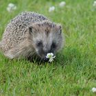 Kleiner Igel im Gras