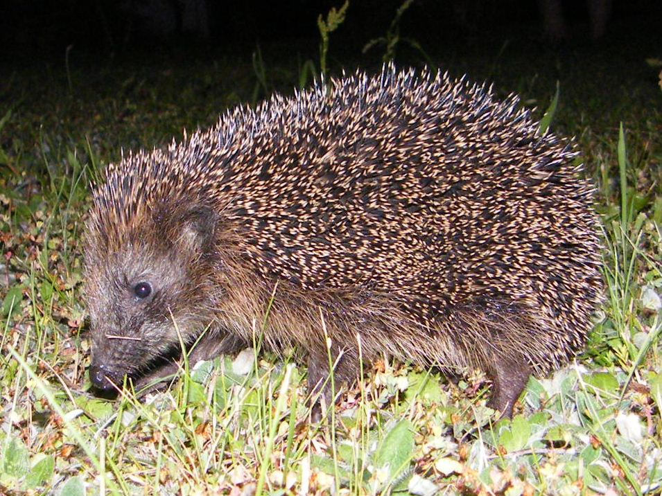 Kleiner Igel, keine Angst....