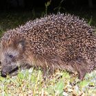 Kleiner Igel, keine Angst....