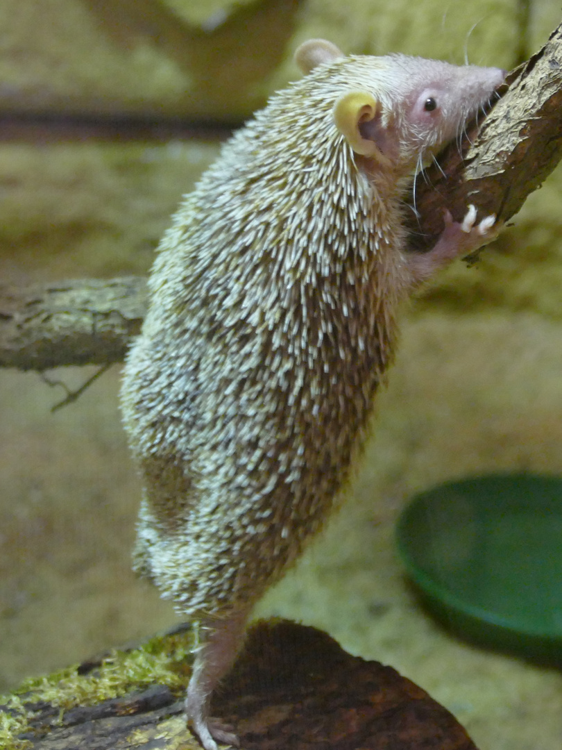 Kleiner Igeltenrek im Kölner Zoo