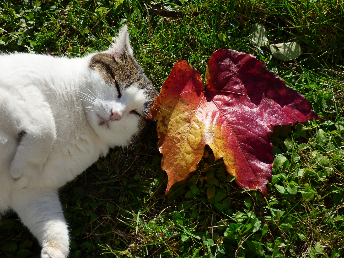 Kleiner im Herbst