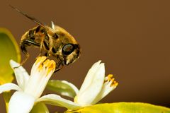 Kleiner Imbiss von der Orangenblüte