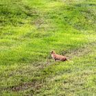 Kleiner Jäger im weiten Land