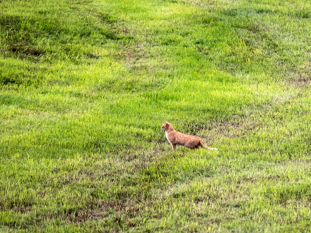 Kleiner Jäger im weiten Land