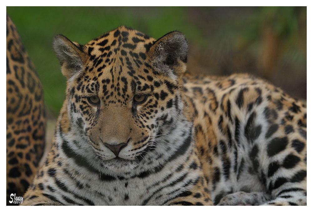 Kleiner Jaguar