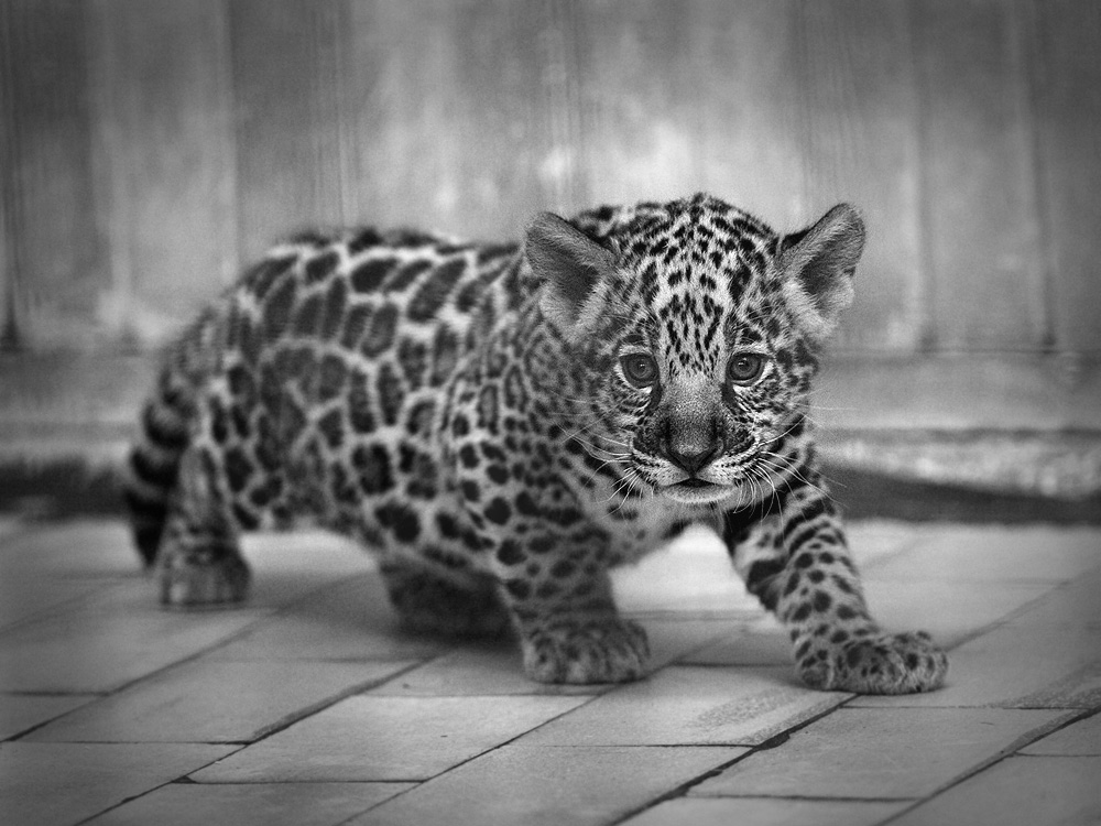 kleiner Jaguar