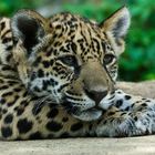 kleiner Jaguar tankt wieder Energie