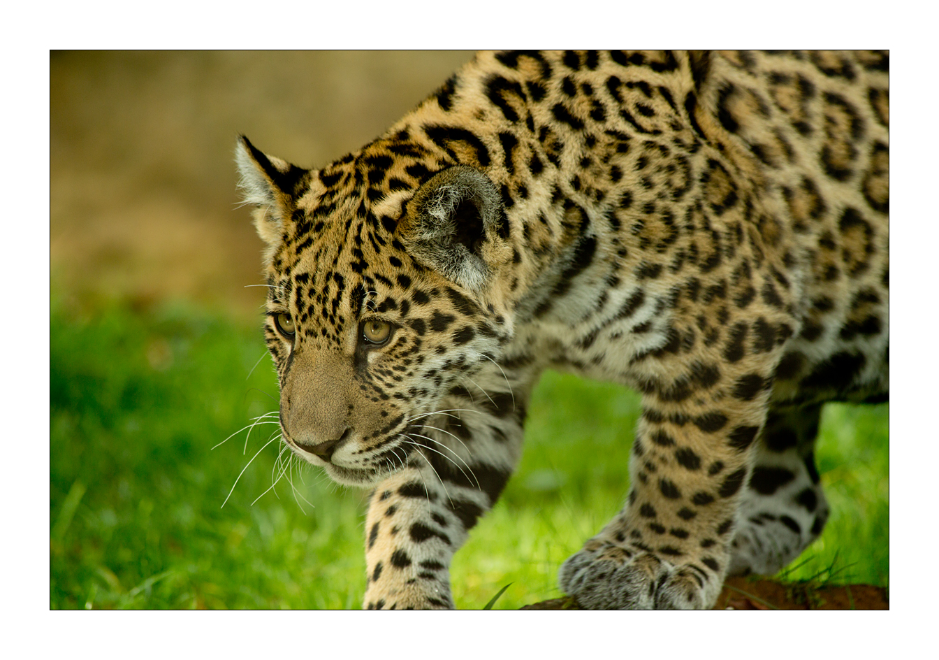 kleiner Jaguar - Zoo Krefeld