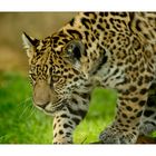 kleiner Jaguar - Zoo Krefeld