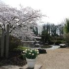 Kleiner Japanischer Garten in Schloß Dyck