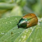 Kleiner Julikäfer