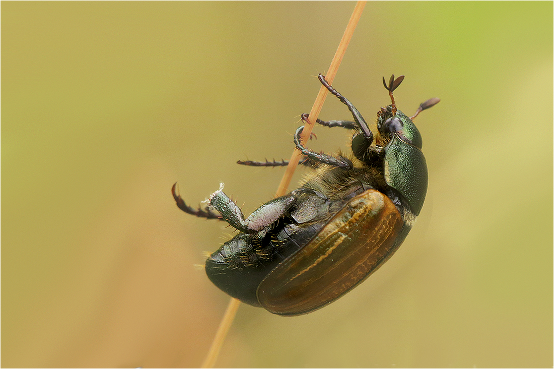  Kleiner Julikäfer