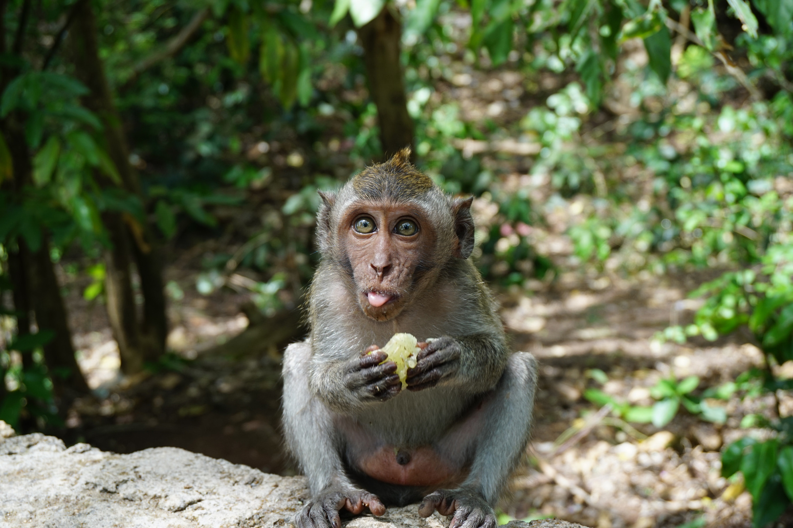 kleiner junger Affe - Äffchen - Indonesien Bali 