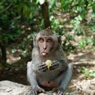 kleiner junger Affe - Äffchen - Indonesien Bali 