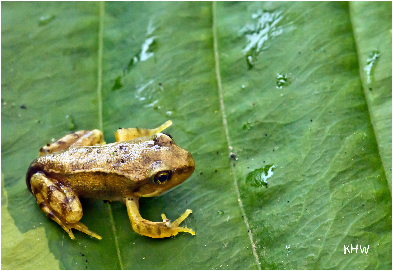 Kleiner junger Frosch 13 mm groß