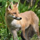 kleiner junger Fuchs