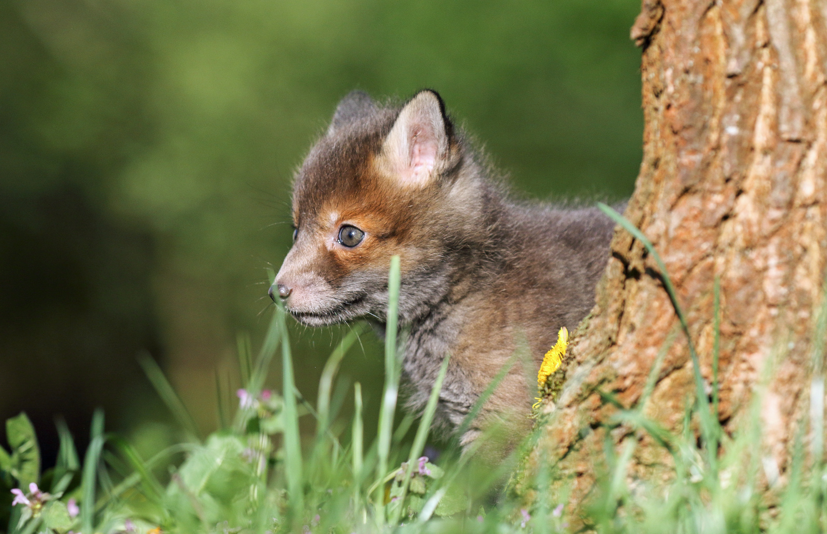 Kleiner Jungfuchs