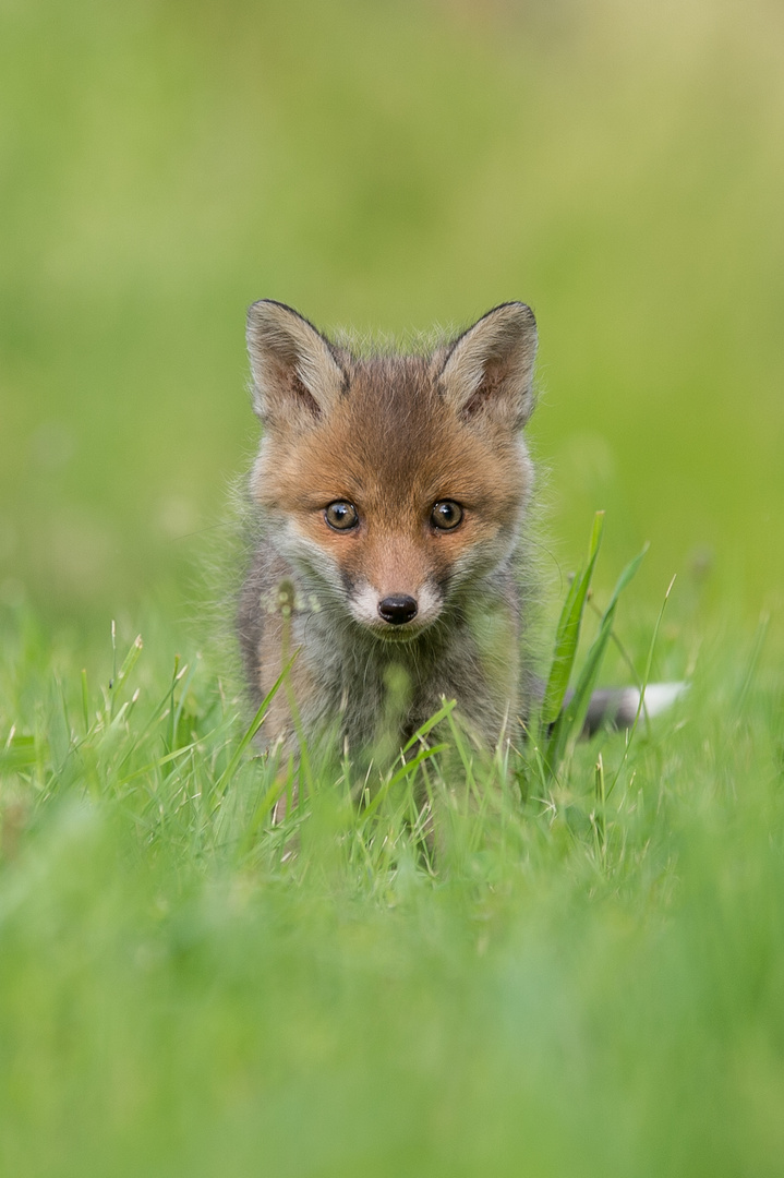 Kleiner Jungfuchs will schon so böse gucken wie ein Großer