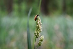 kleiner Käfer