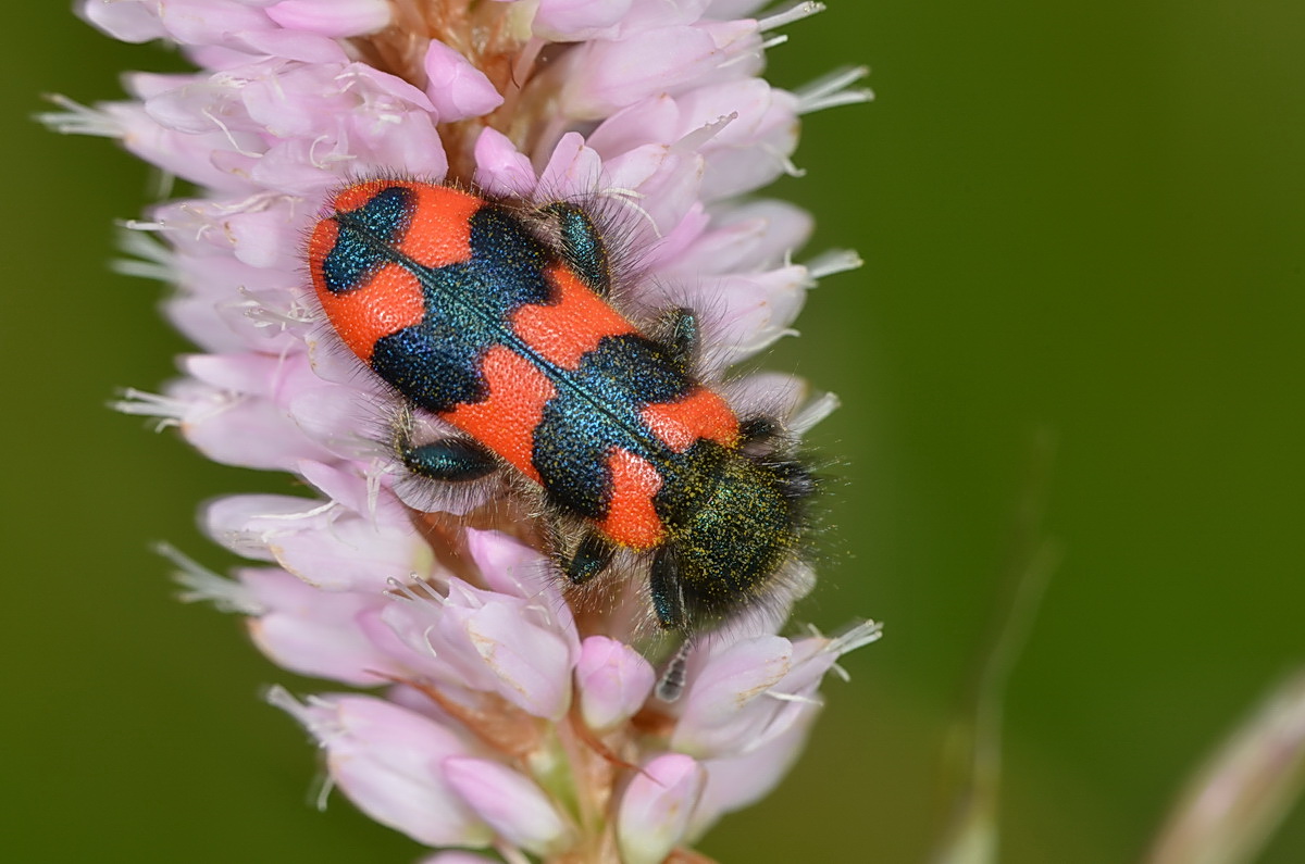 Kleiner Käfer