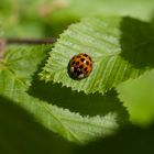 kleiner Käfer