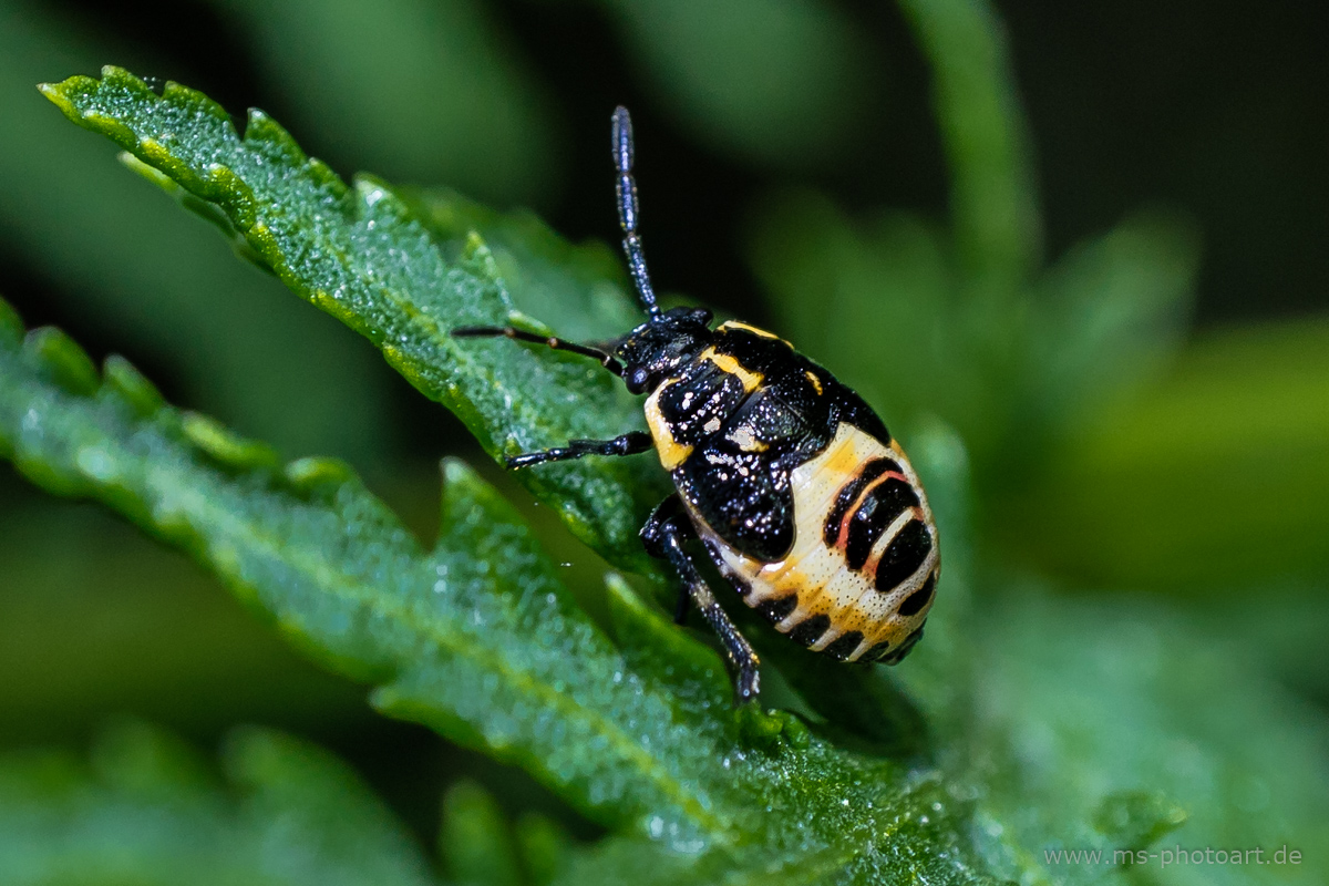 kleiner Käfer