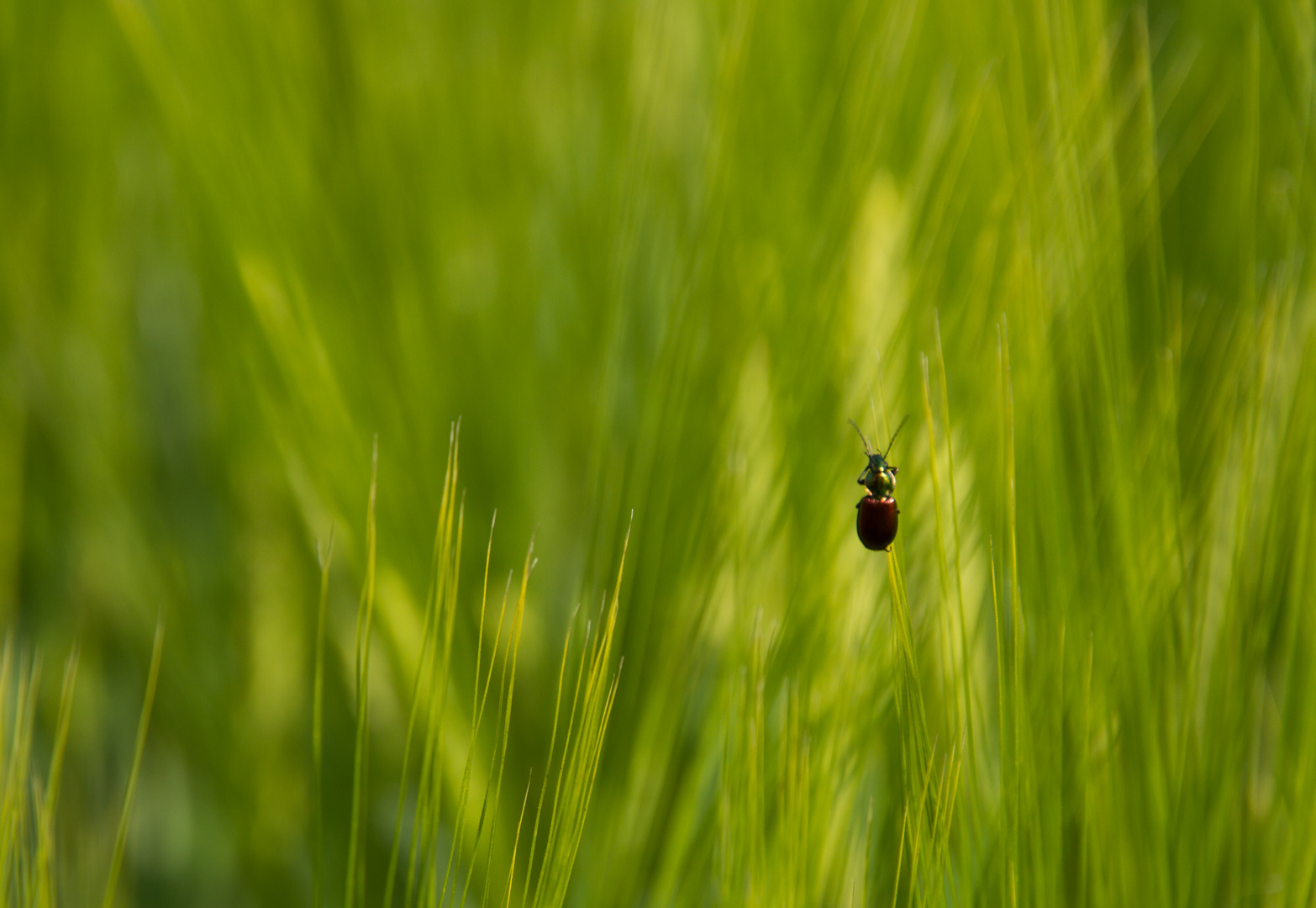 kleiner Käfer