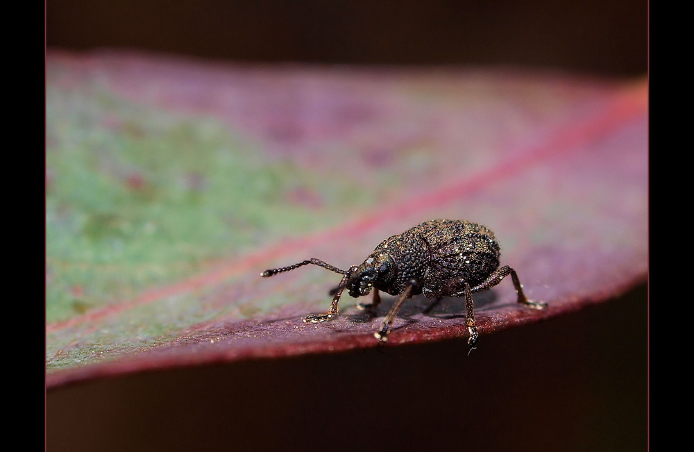 Kleiner Käfer Foto & Bild | tiere, wildlife, insekten Bilder auf ...