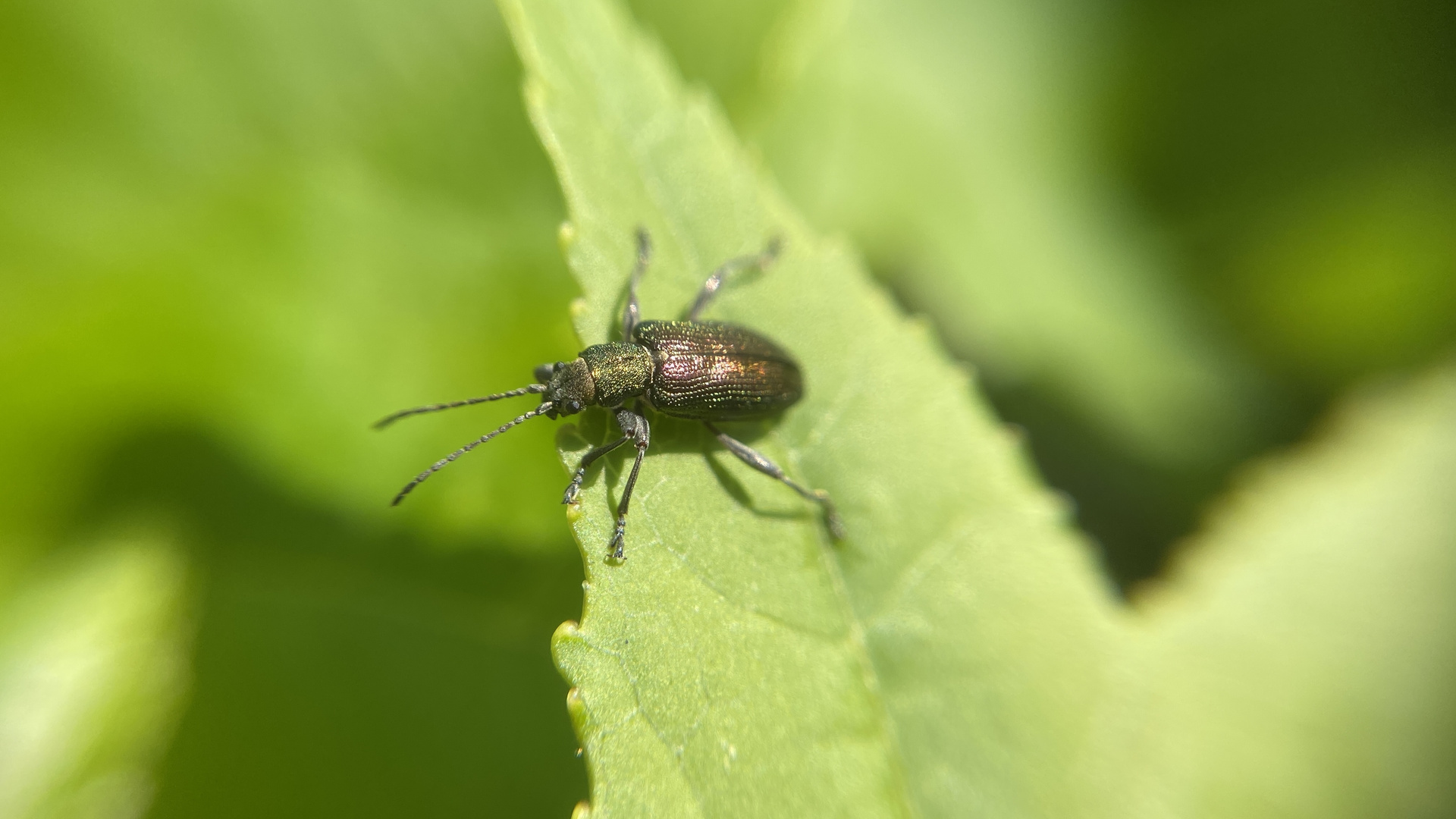 kleiner Käfer auf Blatt 