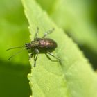 kleiner Käfer auf Blatt 