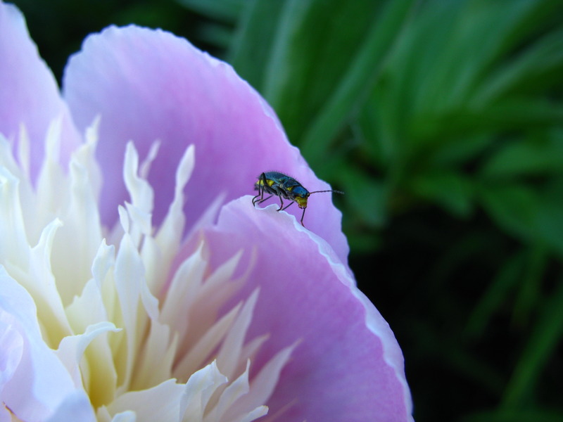 Kleiner Käfer auf Blüte