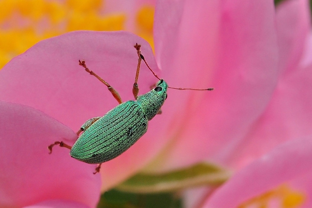 Kleiner Käfer auf Buschrose....