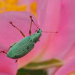 Kleiner Käfer auf Buschrose....