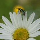 Kleiner Käfer auf der Flucht vor dem Fotografen