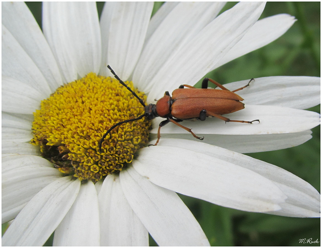 Kleiner Käfer auf einer Margerite ,