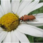 Kleiner Käfer auf einer Margerite ,