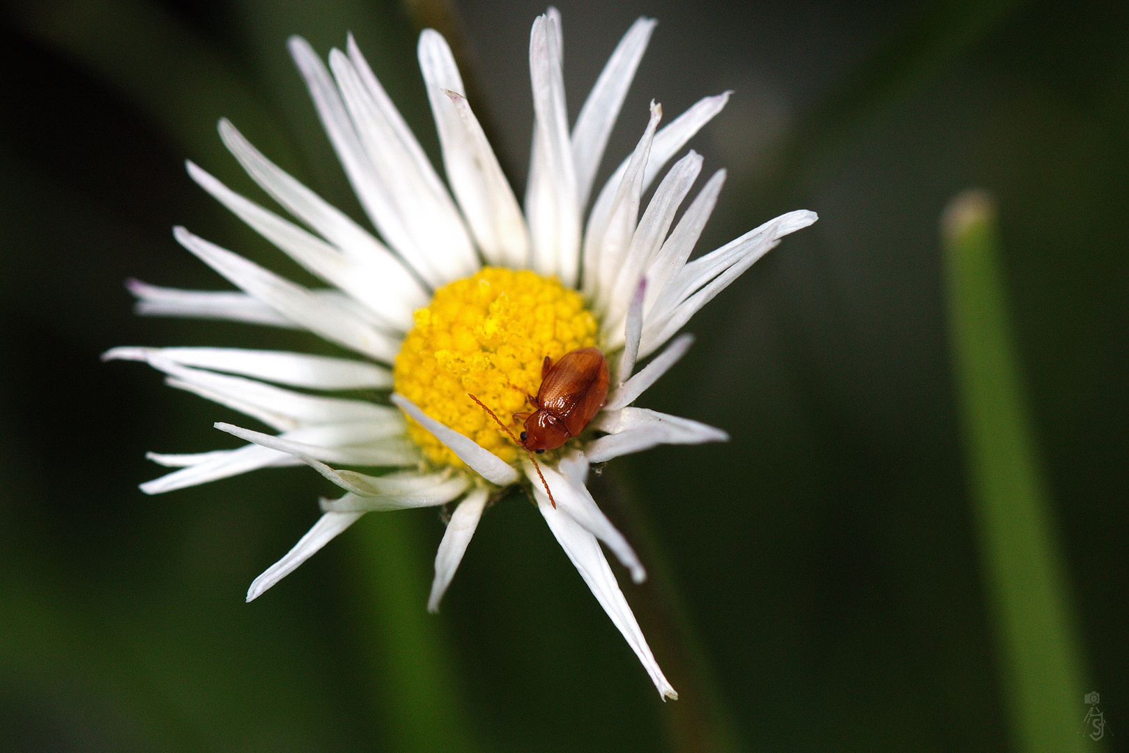 Kleiner Käfer auf Gänseblümchen