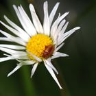 Kleiner Käfer auf Gänseblümchen