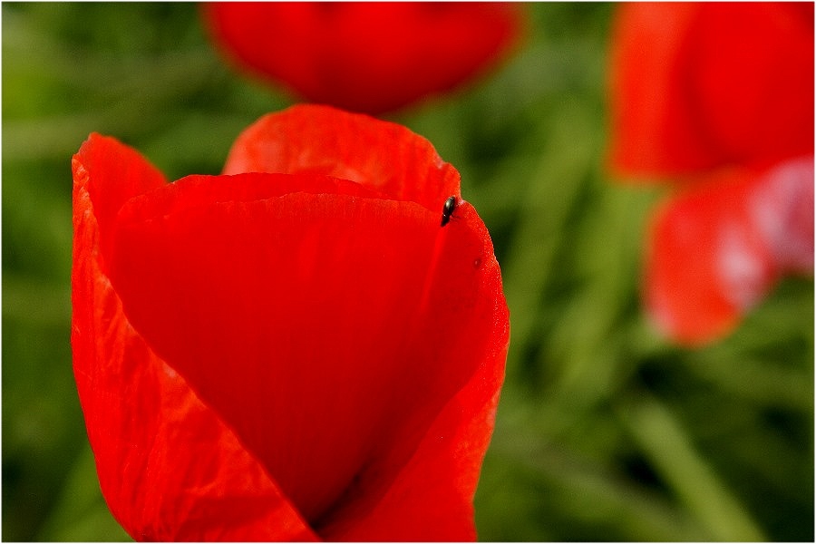 Kleiner Käfer auf großer Blüte