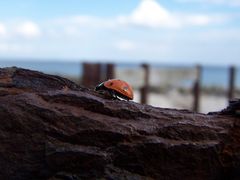 kleiner Käfer auf großer Tour