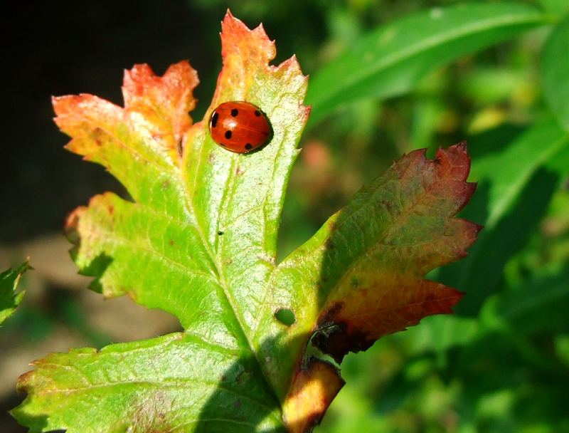 Kleiner Käfer auf "herbstlichem Blatt"