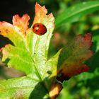 Kleiner Käfer auf "herbstlichem Blatt"