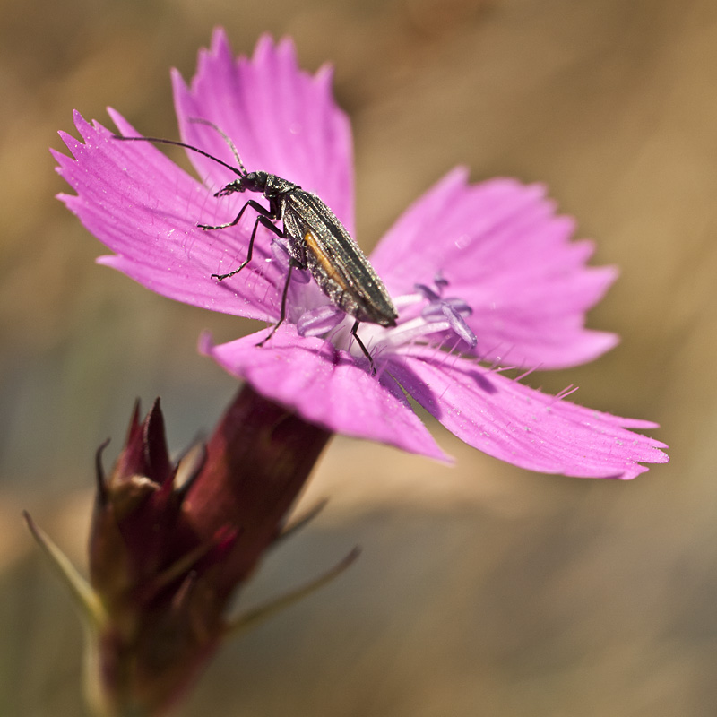 kleiner Käfer auf rosa Blüte