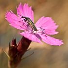 kleiner Käfer auf rosa Blüte