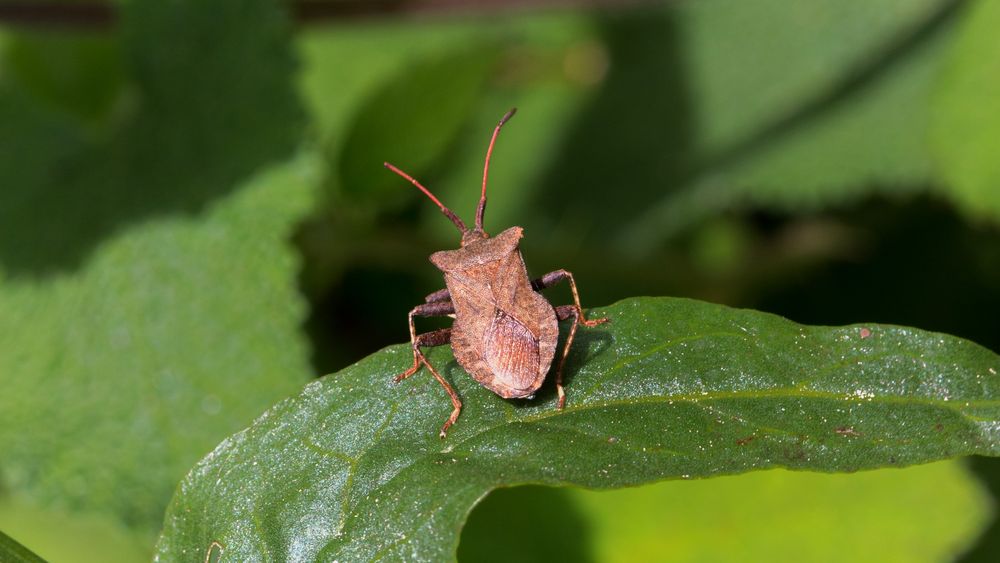 Kleiner Käfer