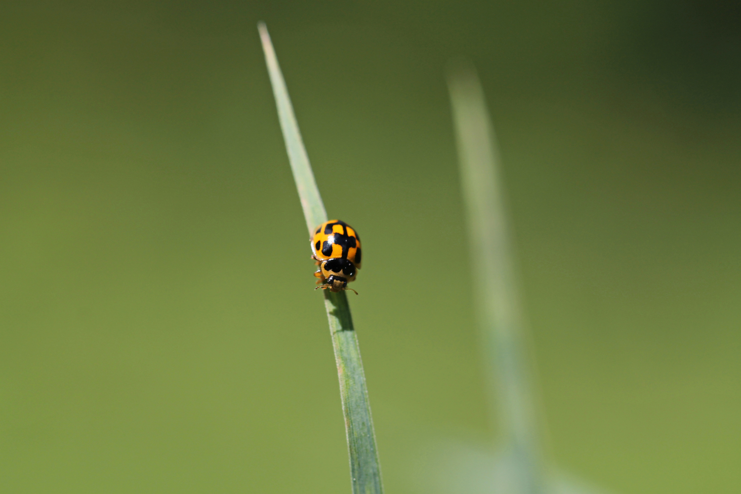 Kleiner Käfer