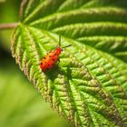 Kleiner Käfer Crioceris duodecimpunctata