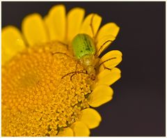 kleiner Käfer